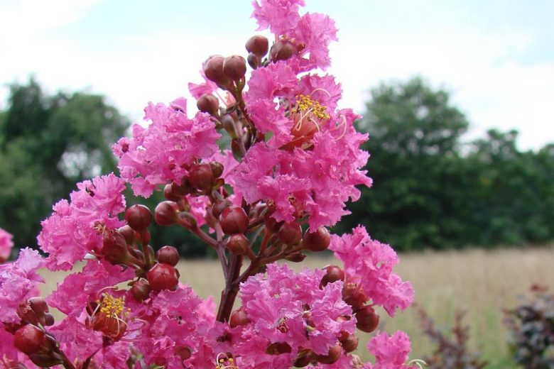 Plum Magic Crape Myrtle