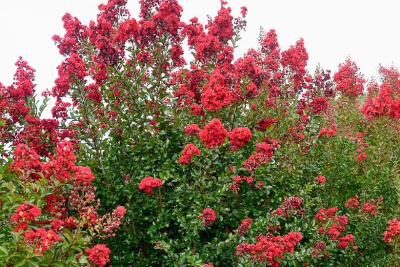 Ruffled Red Magic™ Crapemyrtle