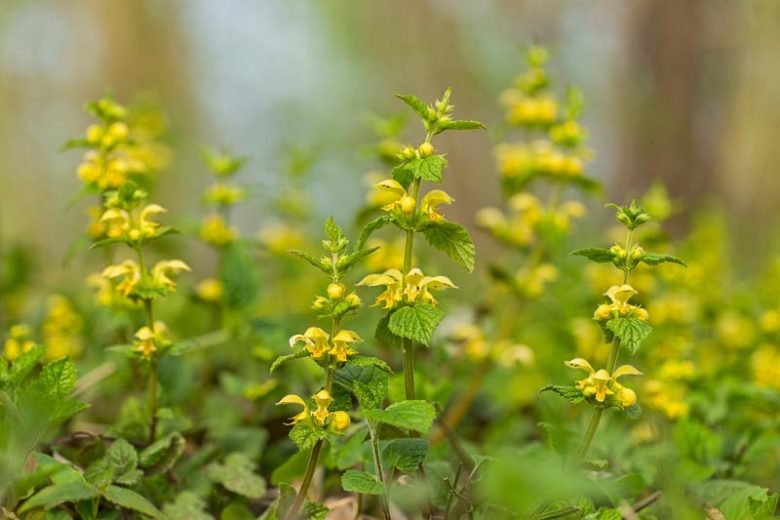 Yellow Archangel