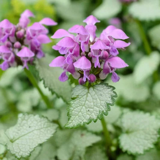 Beacon Silver Dead Nettle