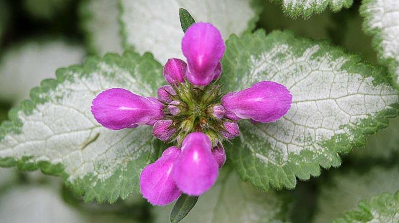 Purple Dragon Dead Nettle — Gardens of the World