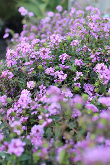 Purple Trailing Lantana