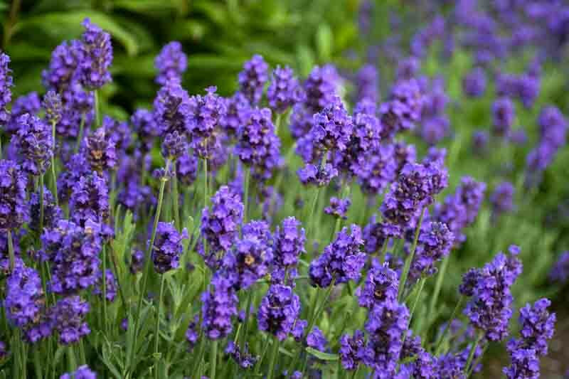 Big Time Blue Lavender