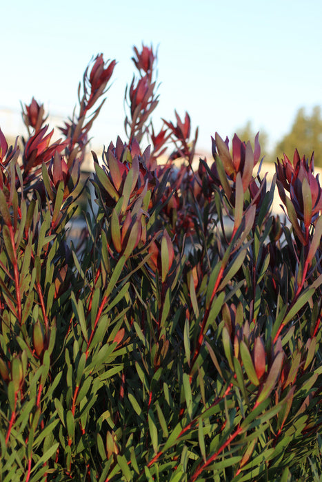 Safari Sunset Cone Bush