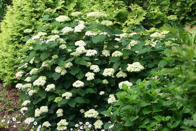 Lime Rickey® Hydrangea