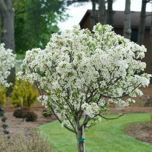 Lollipop® Crabapple