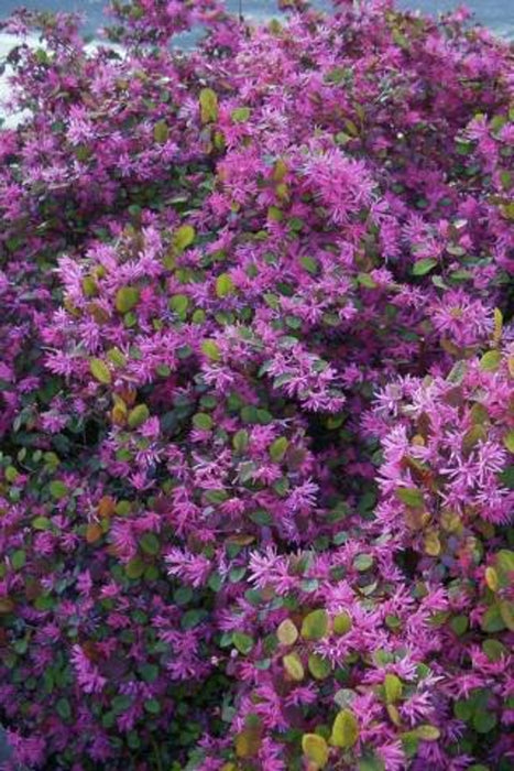 Plum Delight Chinese Fringe Flower (Loropetalum)