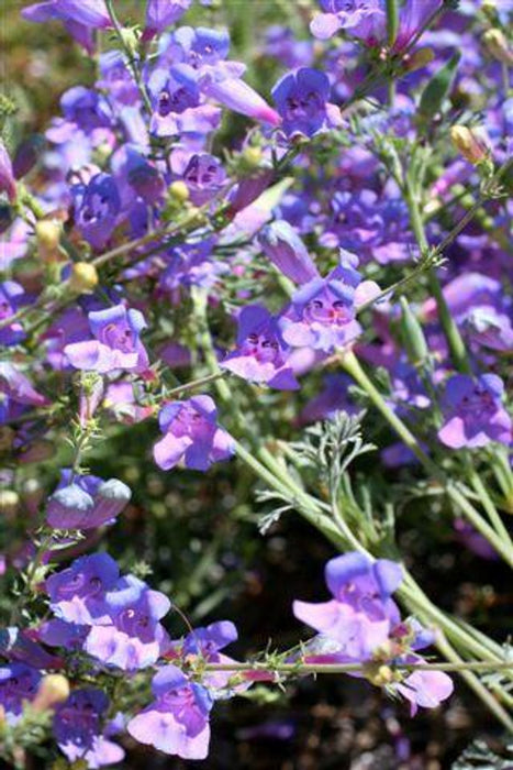 Margarita BOP Beardtongue