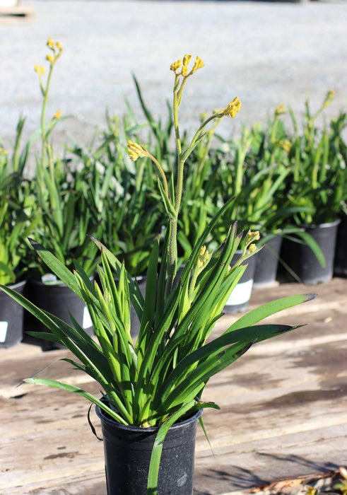 Bush Gold Kangaroo Paw