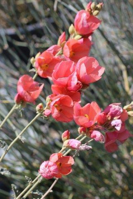 Apricot Mallow