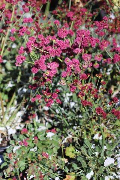 San Miguel Island Buckwheat