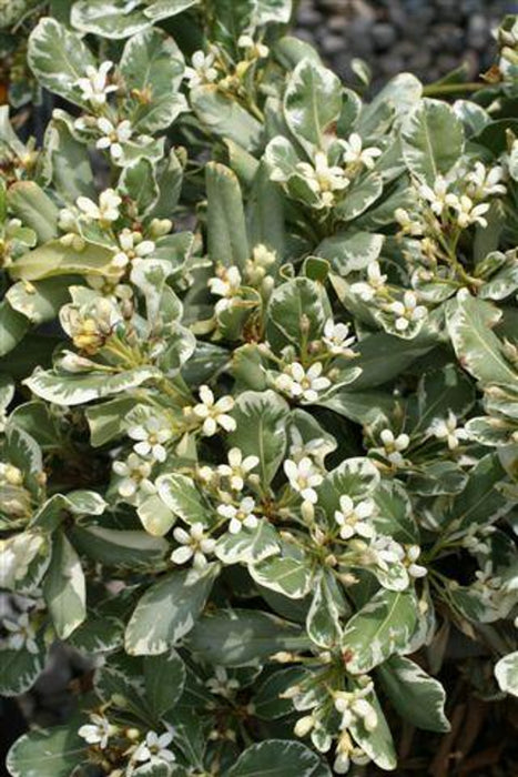 Variegated Japanese Mockorange