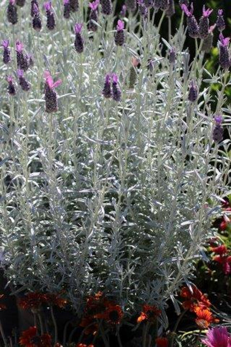 Silver Anouk Spanish Lavender