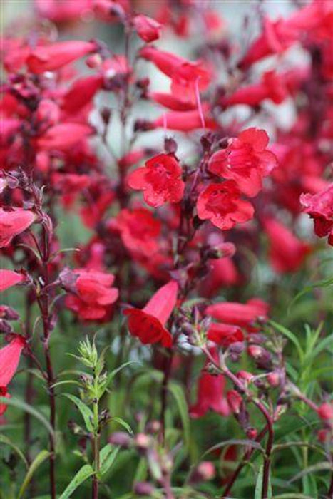 Firebird Border Penstemon