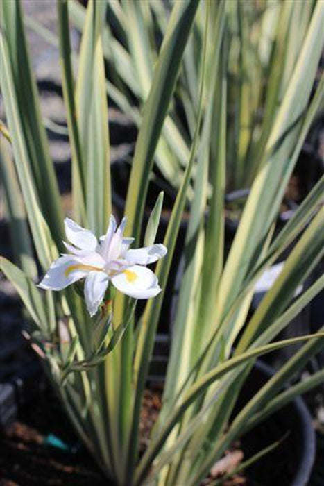 Variegated Fortnight Lily/ African Iris