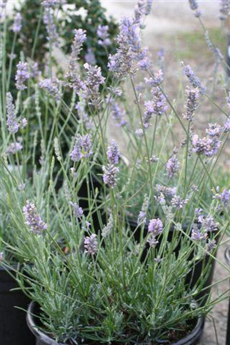 English Lavender