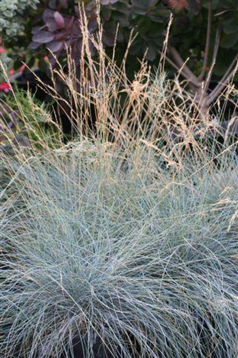 Siskiyou Blue Hybrid Fescue