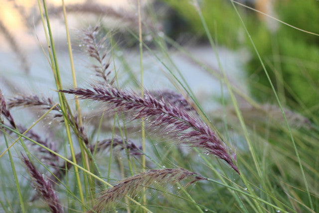 Green Fountain Grass