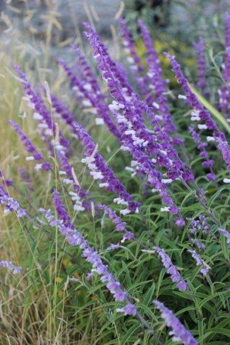 Mexican Bush Sage