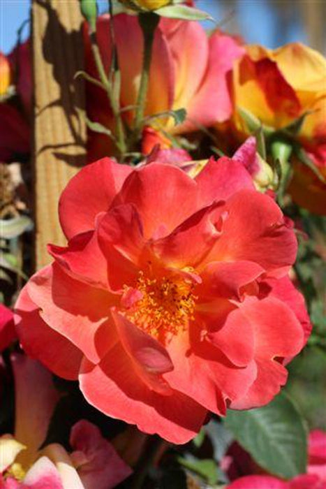 Joseph's Coat Climbing Rose