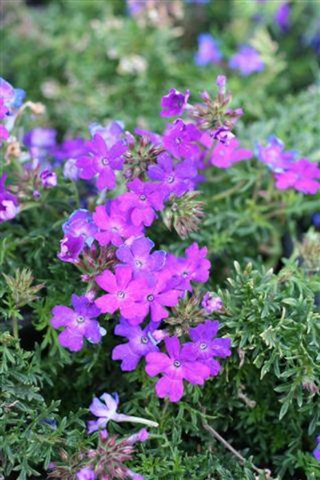 Blue Violet Tapien Verbena