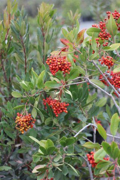 Toyon (Heteromeles arbutifolia)