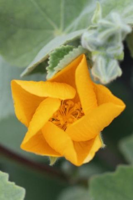 Palmer's Indian Mallow (Abutilon)