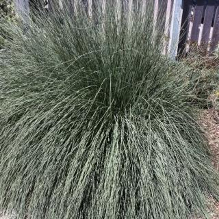 Lindheimer's Muhly Grass