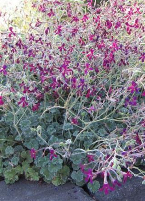 African Geranium