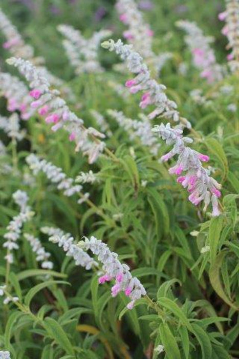 Pink Mexican Bush Sage