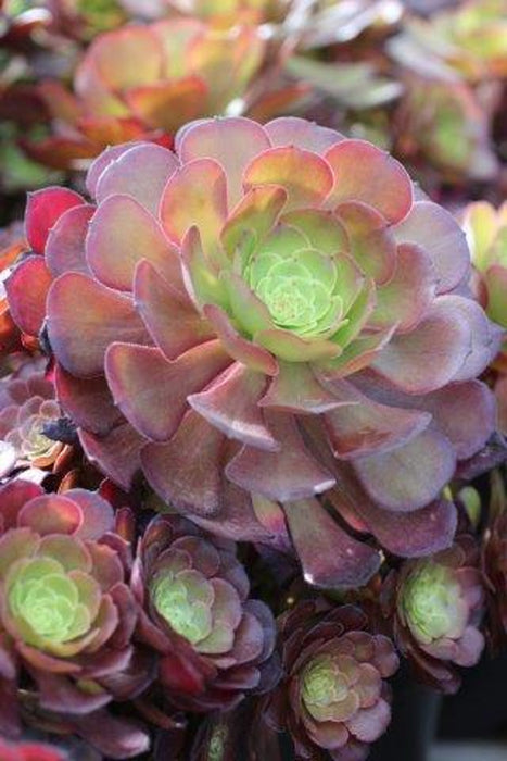 Jack Catlin Aeonium