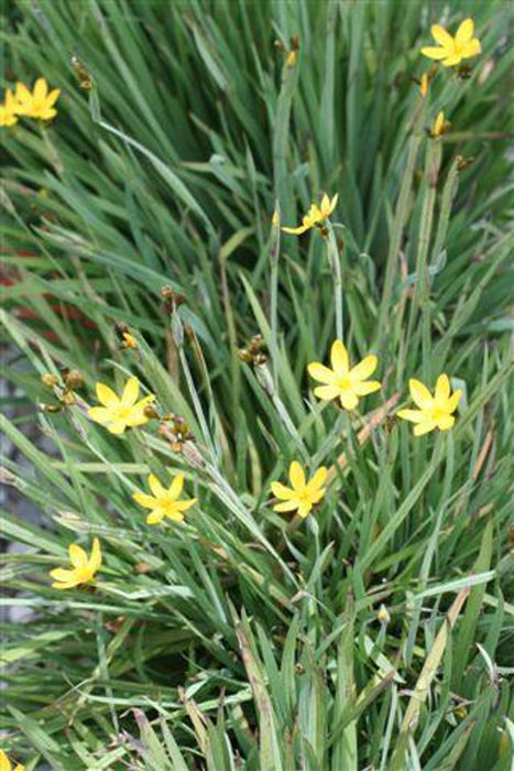 Yellow-Eyed Grass