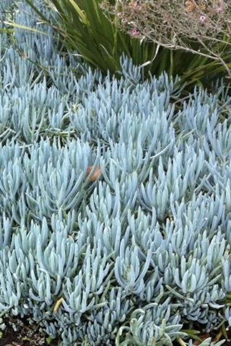 Blue Chalksticks