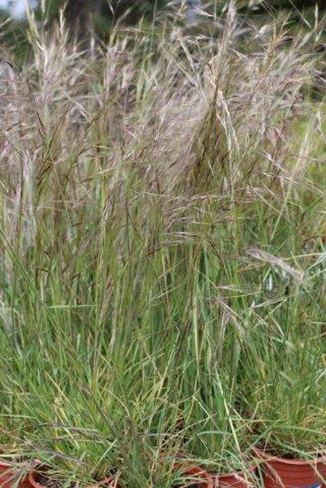 Purple Needle Grass