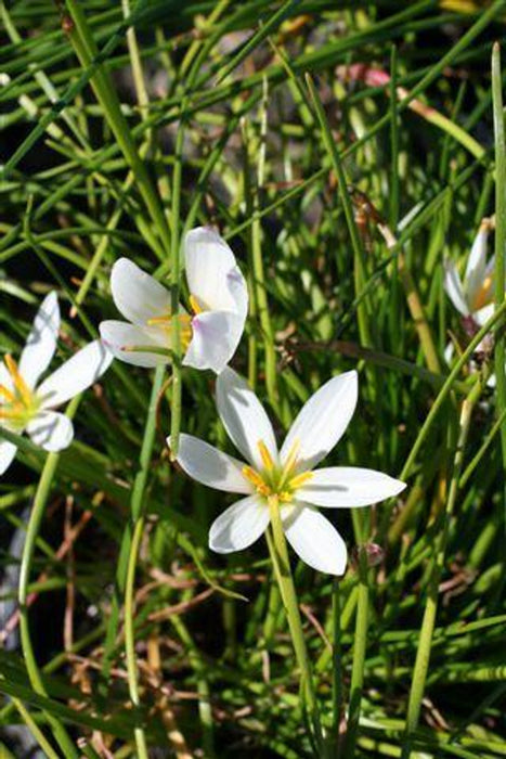 Zephyr Flower