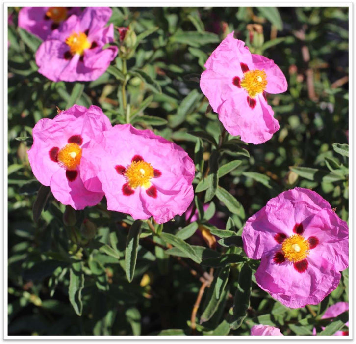 Purple Rockrose