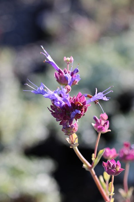 Celestial Blue Sage