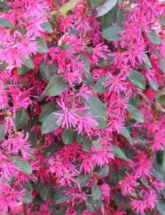 Purple Majesty Chinese Fringe Flower (Loropetalum)