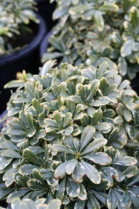 Cream De Mint® Dwarf Pittosporum