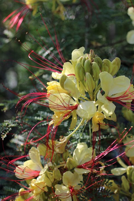 Yellow Bird of Paradise