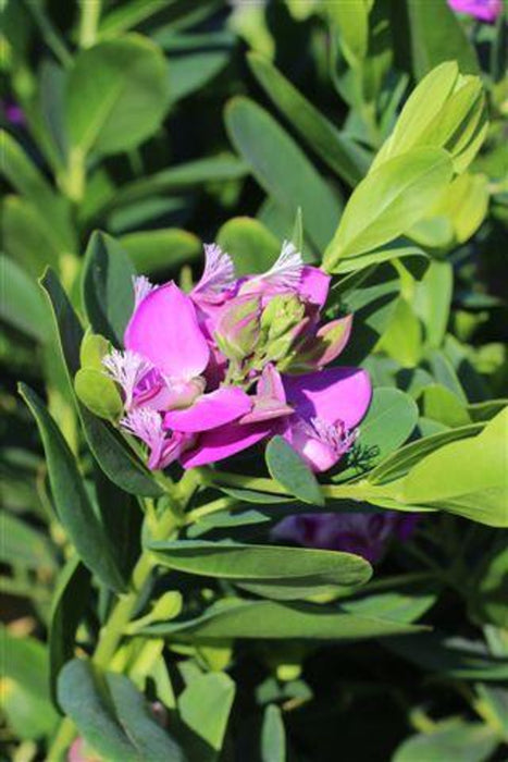 Grandiflora Sweet Pea Shrub