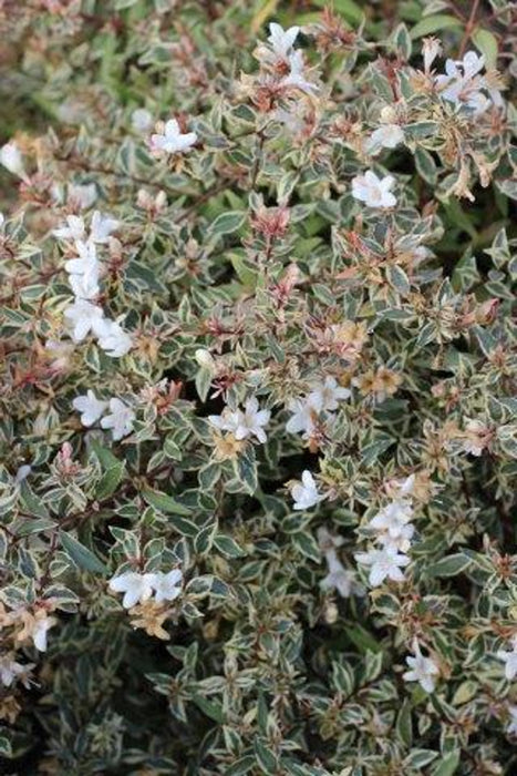 Confetti Abelia