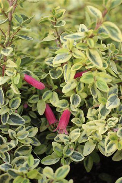 Wyn's Wonder Australian Fuchsia