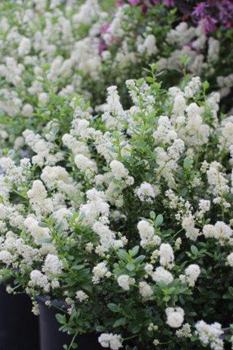 Snow Flurry California Lilac (Ceanothus)