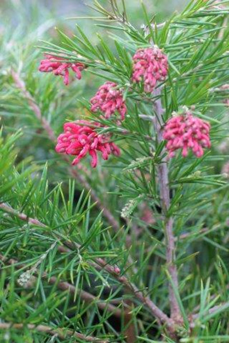 Canberra Gem Grevillea