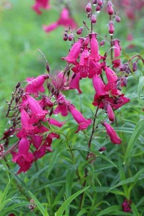 Garnet Beardtongue