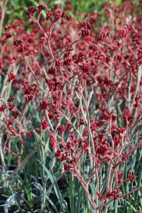 Rufus Backdraft Kangaroo Paw