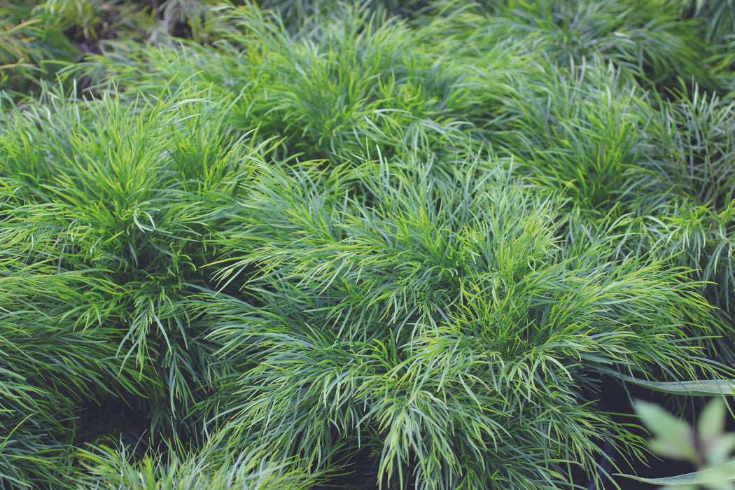 Cousin Itt Acacia