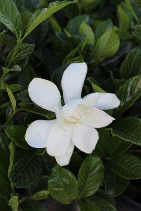 Mystery Gardenia