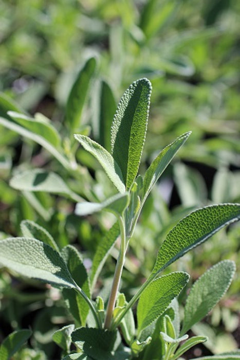 Bee's Bliss Sage